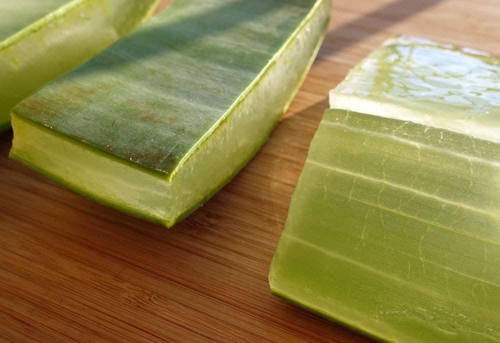 Aloe-Vera-Blatt