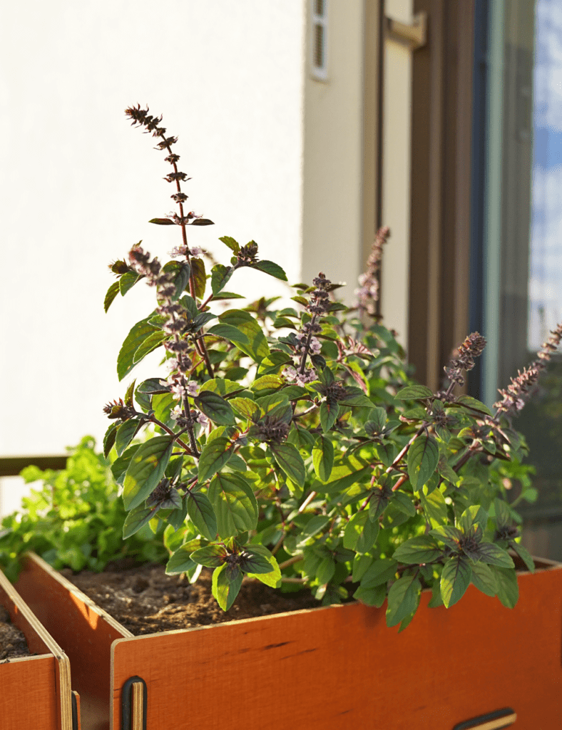 Platzsparende & nachhaltige Balkonbepflanzung im Herbst