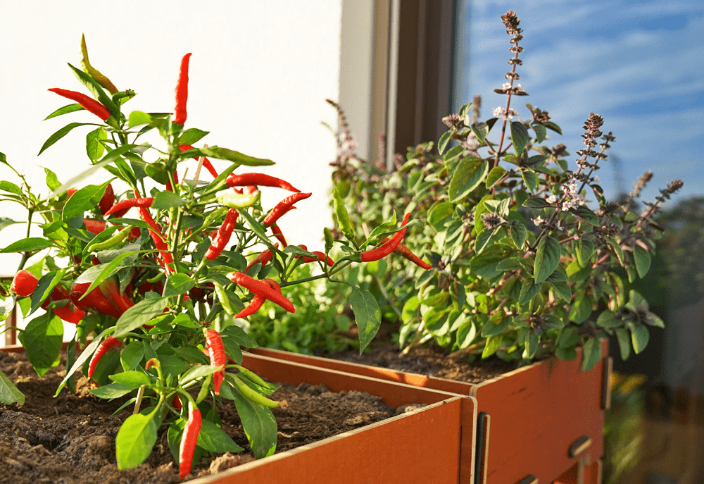 Chili im Hochbeet