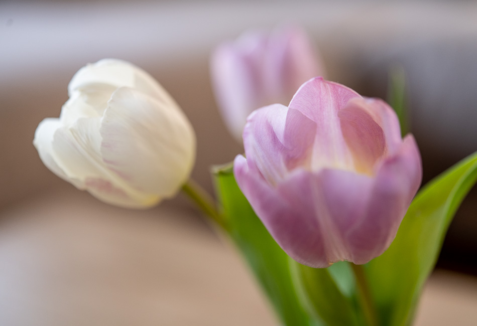 lila weisse tulpen
